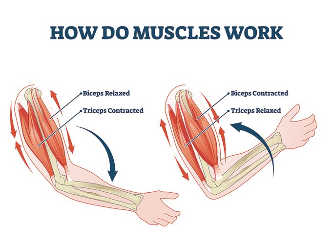 how-do-biceps-work
